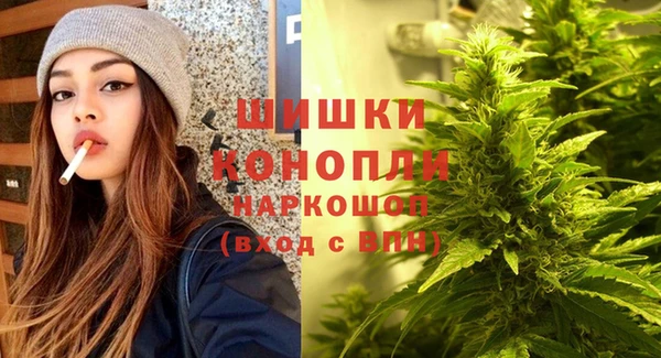 сатива Новокубанск